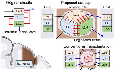 Functional Scaffolding for Brain Implants: Engineered Neuronal Network by Microfabrication and iPSC Technology